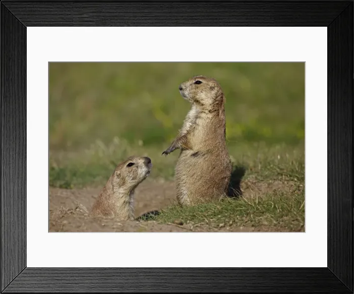 Framed Print : Blacktail Prairie Dog - standing on hind legs - Wyoming - USA Framed Print : Blacktail Prairie Dog - standing on hind legs - Wyoming - USA
