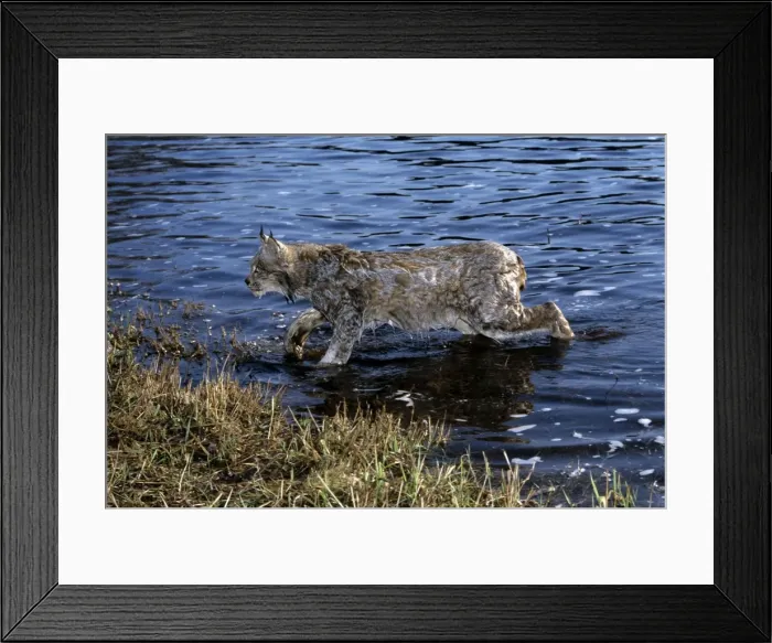 Framed Print : Lynx - coming out of river Framed Print : Lynx - coming out of river