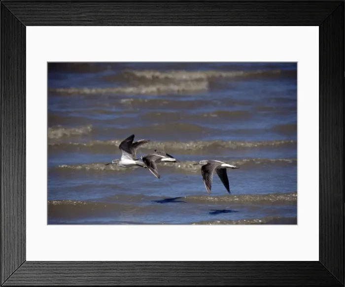 Framed Print : Greenshank - Cairns - Australia Framed Print : Greenshank - Cairns - Australia