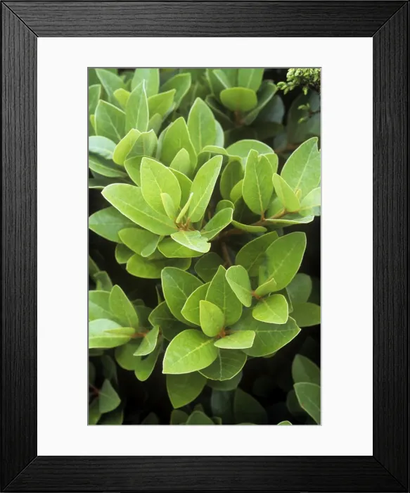 Framed Print : Azores Laurel Framed Print : Azores Laurel