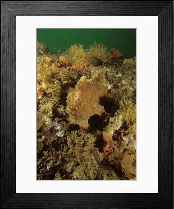 Framed Print : Painted frogfish - often found near spongesAmbon, Indonesia SND01703 Framed Print : Painted frogfish - often found near spongesAmbon, Indonesia SND01703