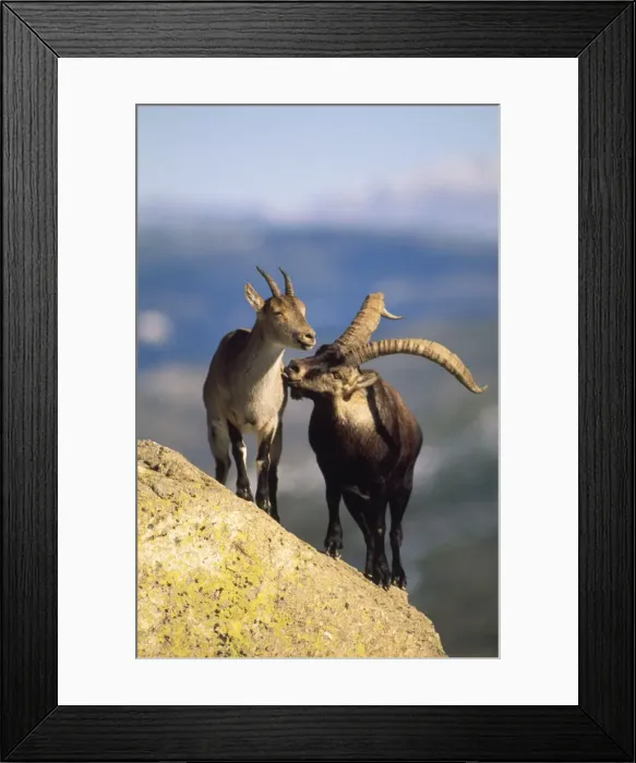 Framed Print : Spanish Ibex - pair - male courting female - Spain Framed Print : Spanish Ibex - pair - male courting female - Spain