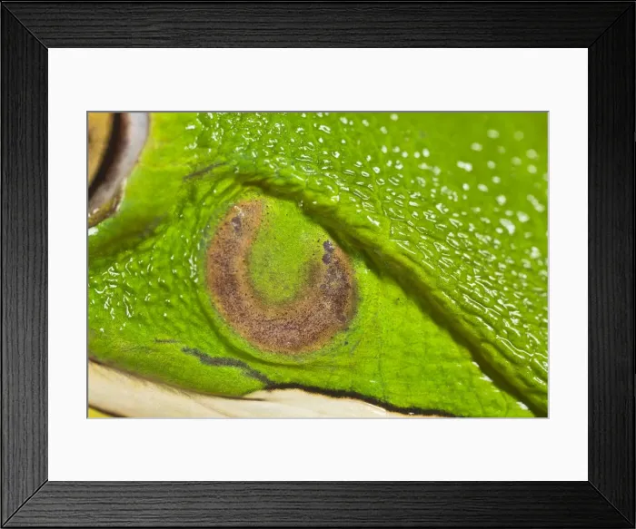 Framed Print : White Lipped Tree Frog - close up of ear - Controlled conditions 15301 Framed Print : White Lipped Tree Frog - close up of ear - Controlled conditions 15301