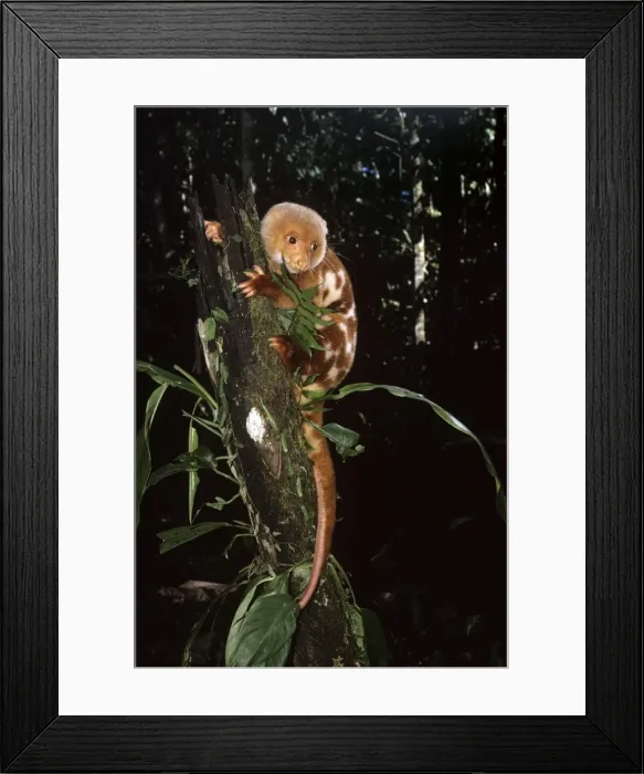 Framed Print : Spotted Cuscus Framed Print : Spotted Cuscus