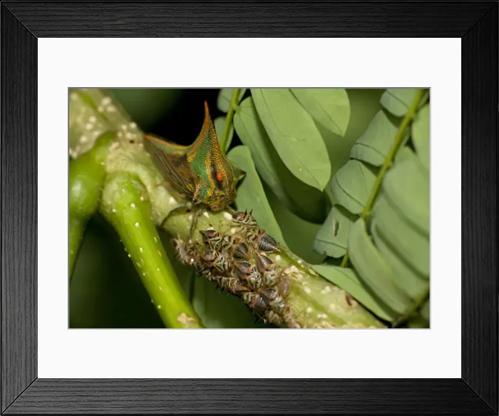 Framed Print : Thornbugs - Costa Rica - family membracidae Framed Print : Thornbugs - Costa Rica - family membracidae