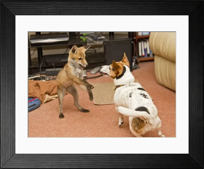 Framed Print : Red Fox - rescue cub playing with Jack Russel in living room - controlled conditions 13250 Framed Print : Red Fox - rescue cub playing with Jack Russel in living room - controlled conditions 13250