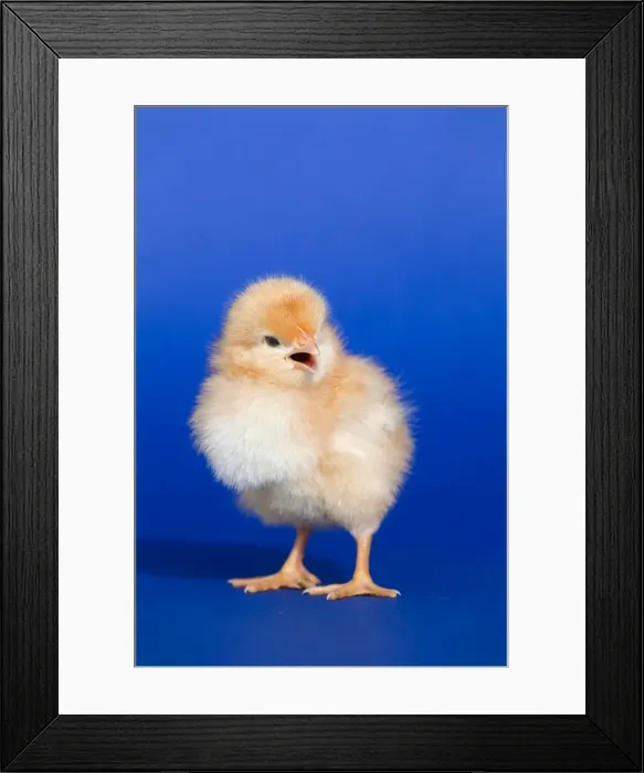 Framed Print : Chick - UK Framed Print : Chick - UK
