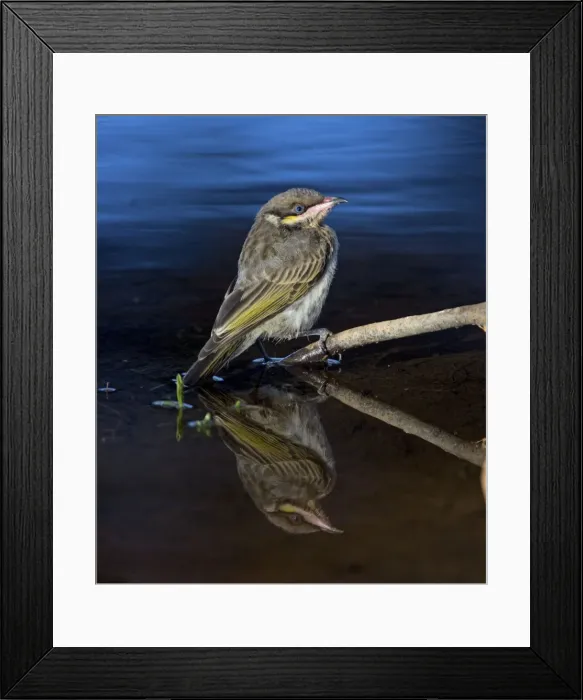 Framed Print : Spiny-cheeked Honeyeater - immature at a waterhole near Ti Tree, Northern Territory, Australia Framed Print : Spiny-cheeked Honeyeater - immature at a waterhole near Ti Tree, Northern Territory, Australia