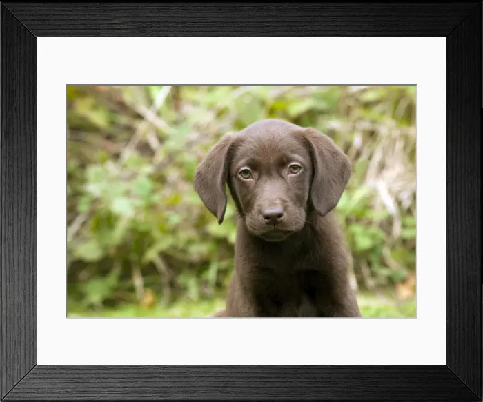 Framed Print : DOG - Chocolate labrador puppy (13 weeks) Framed Print : DOG - Chocolate labrador puppy (13 weeks)