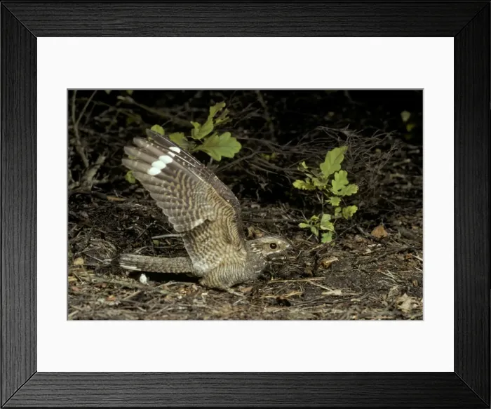 Framed Print : Nightjar JAB 1870 Male Caprimulgus europaeus © J. A. Bailey / ardea. com Framed Print : Nightjar JAB 1870 Male Caprimulgus europaeus © J. A. Bailey / ardea. com