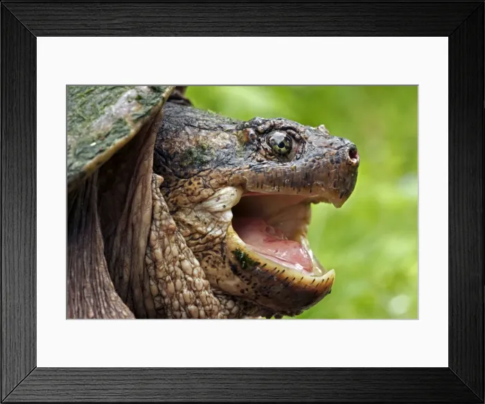 Framed Print : Snapping Turtle - Male - found in Eastern US and South eastern Canada to Rocky mountains - Omnivourous - New York Framed Print : Snapping Turtle - Male - found in Eastern US and South eastern Canada to Rocky mountains - Omnivourous - New York