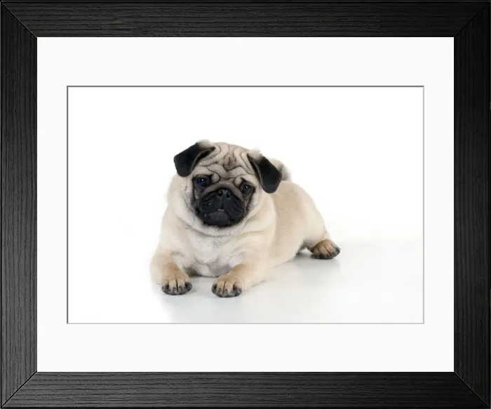 Framed Print : DOG - Pug puppy laying down Framed Print : DOG - Pug puppy laying down