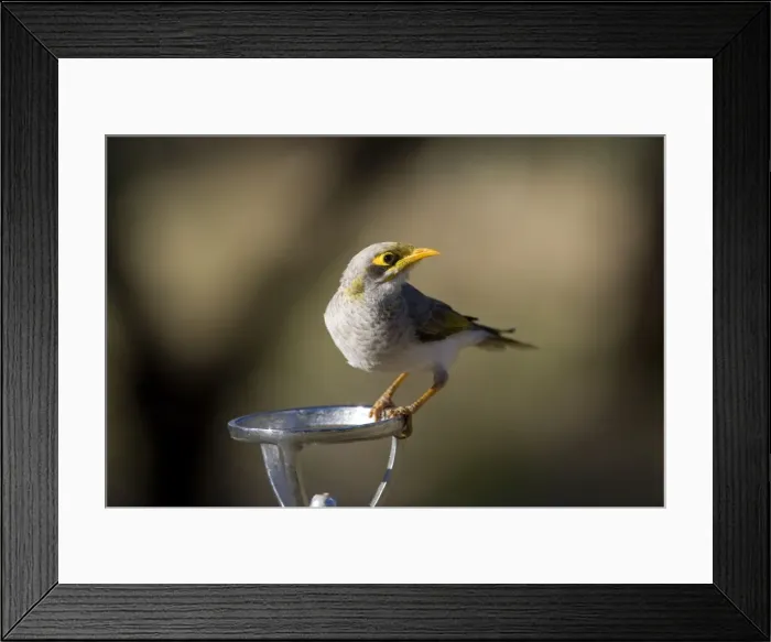Framed Print : Yellow-throated Miner - on a drinking fountain - Olive Pink Botanic Gardens - Alice Springs - Northern Territory - Australia