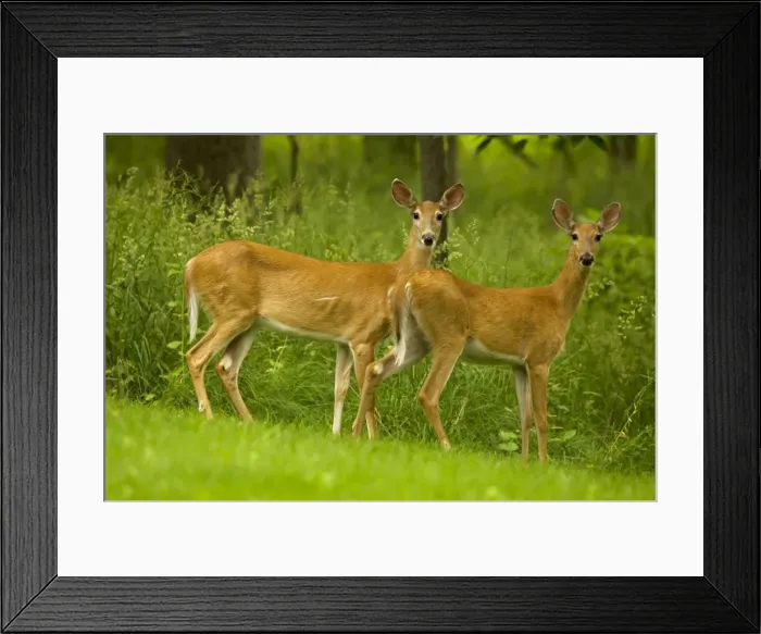 Framed Print : White-tailed Deer - does - New York - USA
