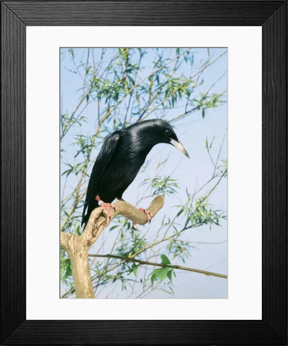 Framed Print : Spotless Starling AP 1525 Sturnus unicolor © Dennis Avon / ardea. com Framed Print : Spotless Starling AP 1525 Sturnus unicolor © Dennis Avon / ardea. com