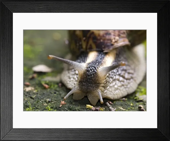 Framed Print : Giant African Land / Elegant Agate Snail - one of many Achatina species which are invasive pests of agricultural crops and flower gardens - this species occurs in Zimbabwe and South Africa - Grahamstown - Eastern Cape - South Africa Framed Print : Giant African Land / Elegant Agate Snail - one of many Achatina species which are invasive pests of agricultural crops and flower gardens - this species occurs in Zimbabwe and South Africa - Grahamstown - Eastern Cape - South Africa