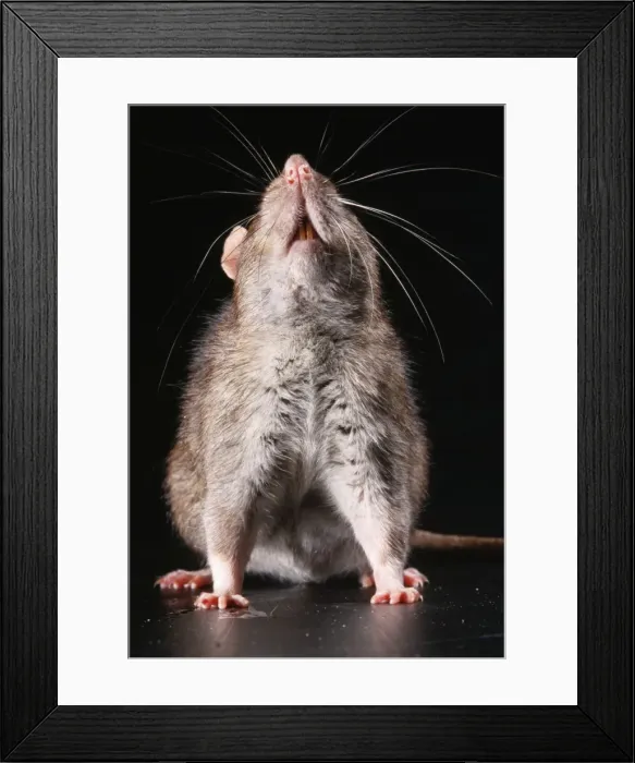 Framed Print : Brown Rat JD 13560 Rattus norvegicus © John Daniels / ardea. com Framed Print : Brown Rat JD 13560 Rattus norvegicus © John Daniels / ardea. com