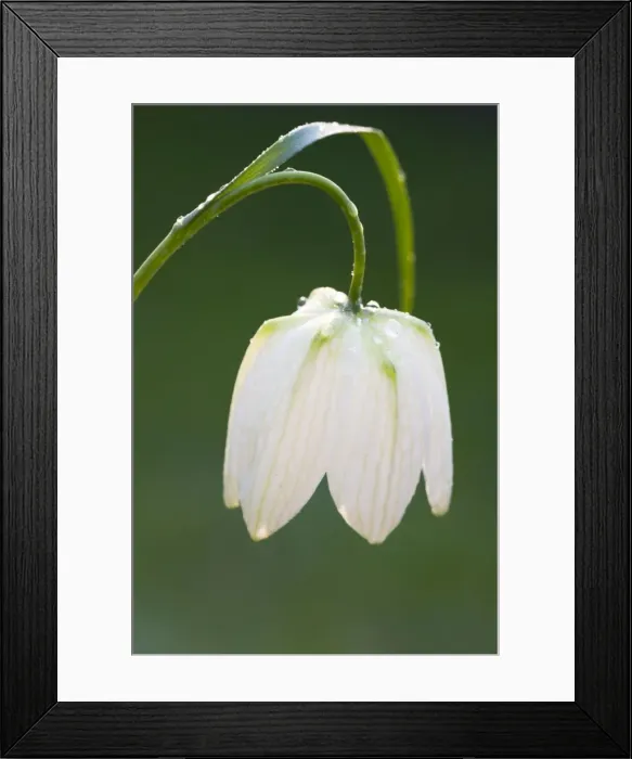Framed Print : Snake's-head Fritillary - Close up of white morph flower head with rain drops. Wiltshire, England Framed Print : Snake's-head Fritillary - Close up of white morph flower head with rain drops. Wiltshire, England