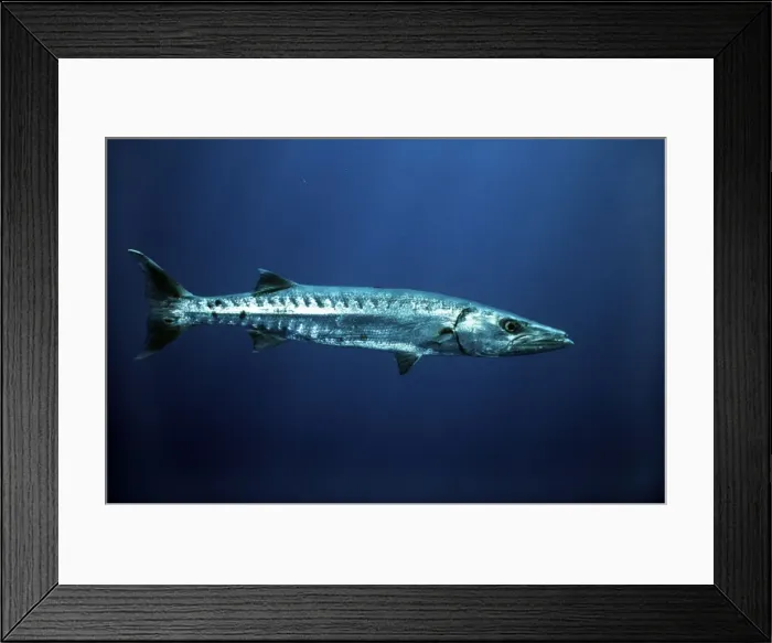 Framed Print : Great Barracuda - Bahamas Framed Print : Great Barracuda - Bahamas