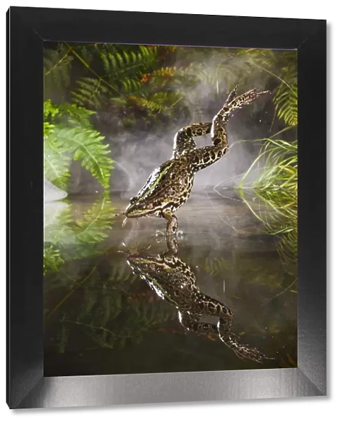 Marsh Frog - jumping into misty pond - controlled conditions 14928