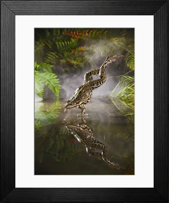 Framed Print : Marsh Frog - jumping into misty pond - controlled conditions 14928 Framed Print : Marsh Frog - jumping into misty pond - controlled conditions 14928