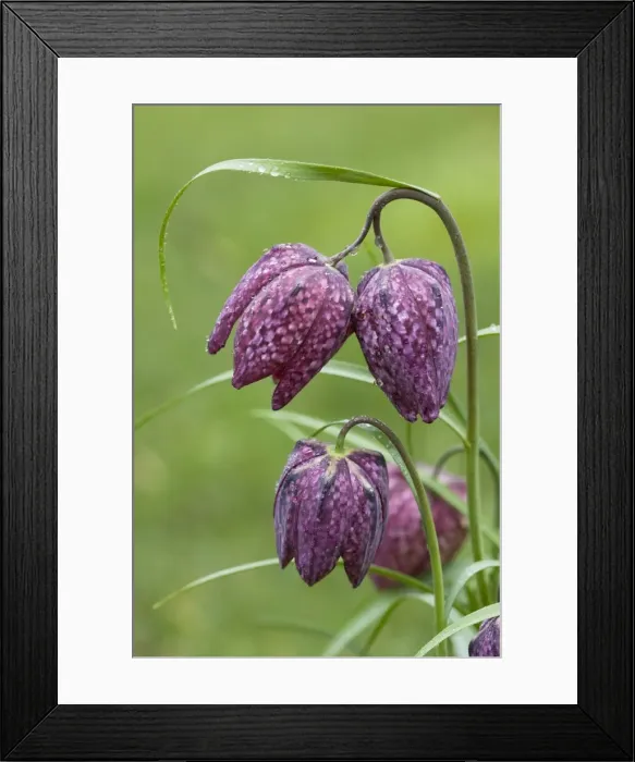 Framed Print : Snake's-head Fritillary - close up of flower heads with rain drops. Wiltshire, England Framed Print : Snake's-head Fritillary - close up of flower heads with rain drops. Wiltshire, England