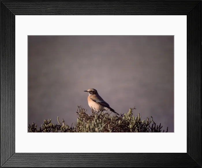 Framed Print : Desert Wheatear Framed Print : Desert Wheatear