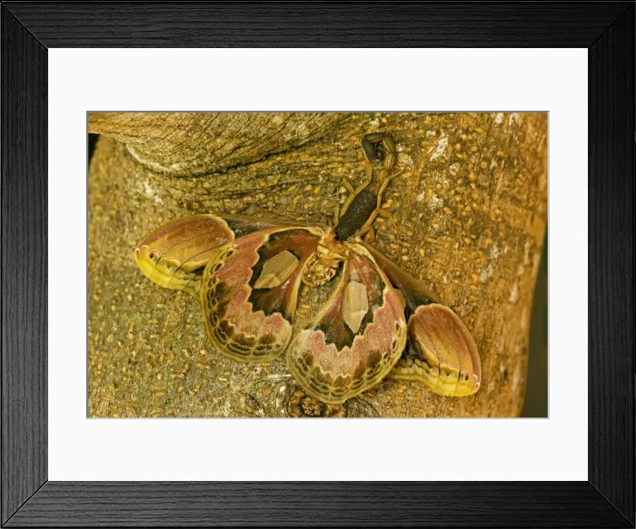 Framed Print : Central American Bark Scorpion - eating Lebeau's rothschildia (Rothschildia lebeau) - Costa Rica Framed Print : Central American Bark Scorpion - eating Lebeau's rothschildia (Rothschildia lebeau) - Costa Rica