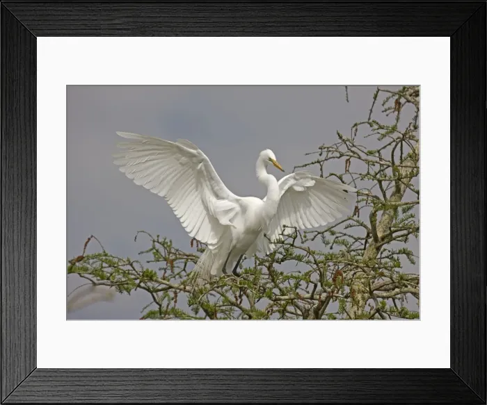 Framed Print : Great / Common / American Egret - in flight landing at nest - Louisiana - USA Framed Print : Great / Common / American Egret - in flight landing at nest - Louisiana - USA