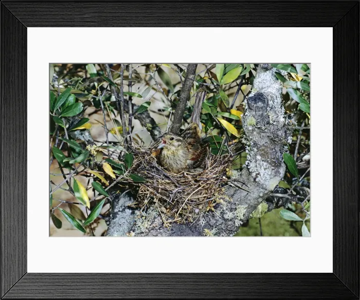 Framed Print : Cirl Bunting DE 165 Female, singing. © M. D. England / ardea. com Framed Print : Cirl Bunting DE 165 Female, singing. © M. D. England / ardea. com