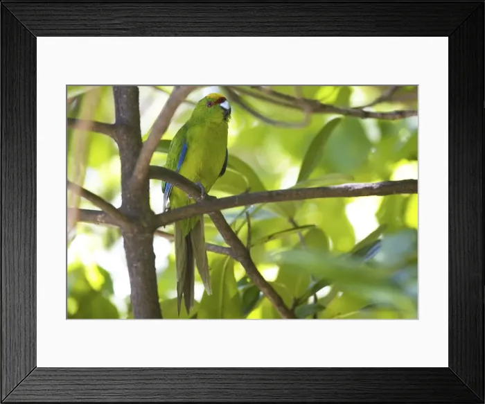 Framed Print : Yellow-crowned Parakeet - Queen Charlotte Sound - South Island - New Zealand Framed Print : Yellow-crowned Parakeet - Queen Charlotte Sound - South Island - New Zealand