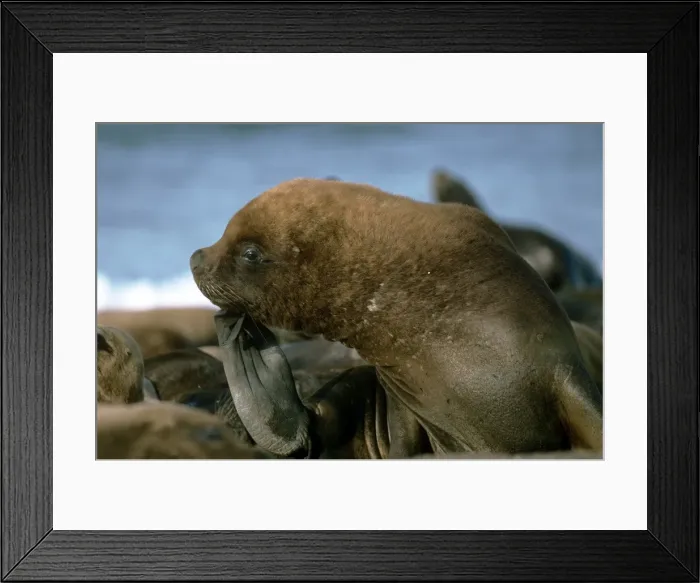 Framed Print : South American Sea Lion Framed Print : South American Sea Lion