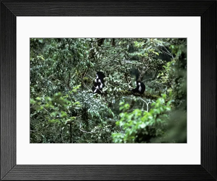 Framed Print : Angolan Black & White Colobus Monkey - Nyungve Forest - Rwanda Framed Print : Angolan Black & White Colobus Monkey - Nyungve Forest - Rwanda