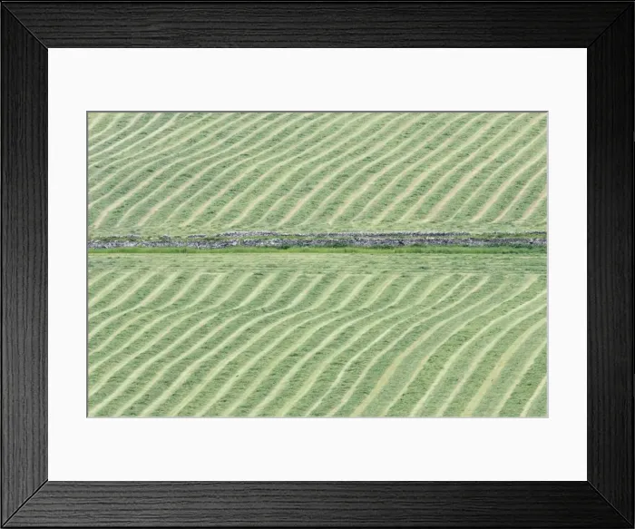 Framed Print : Hay Meadows cut for Silage and left to dry - Orkney Mainland LA005329 Framed Print : Hay Meadows cut for Silage and left to dry - Orkney Mainland LA005329