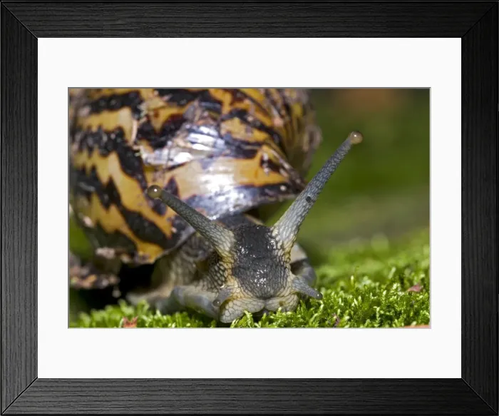 Framed Print : Giant African Land / Elegant Agate Snail - one of many Achatina species which are invasive pests of agricultural crops and flower gardens - this species occurs in Zimbabwe and South Africa - Grahamstown - Eastern Cape - South Africa Framed Print : Giant African Land / Elegant Agate Snail - one of many Achatina species which are invasive pests of agricultural crops and flower gardens - this species occurs in Zimbabwe and South Africa - Grahamstown - Eastern Cape - South Africa