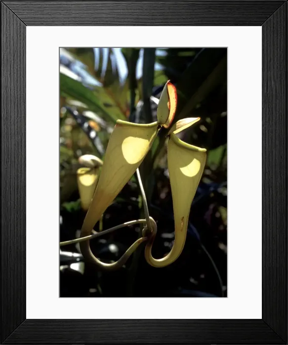 Framed Print : Pitcher Plant AW 5752 Berenty Reserve, Southern Madagascar. Nepenthes sp. © Adrian Warren / ARDEA LONDON Framed Print : Pitcher Plant AW 5752 Berenty Reserve, Southern Madagascar. Nepenthes sp. © Adrian Warren / ARDEA LONDON