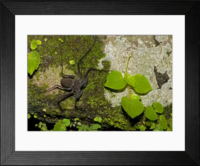 Framed Print : Tail-less Whip Scorpion - Amblypygid - Santa Rosa National Park - Costa Rica Framed Print : Tail-less Whip Scorpion - Amblypygid - Santa Rosa National Park - Costa Rica