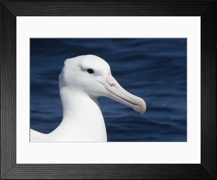 Framed Print : Southern Royal Albatross - on the water - offshore from Kaikoura - South Island - New Zealand Framed Print : Southern Royal Albatross - on the water - offshore from Kaikoura - South Island - New Zealand