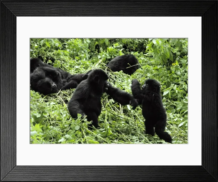 Framed Print : Mountain Gorilla AW 4448 Juveniles playfighting, Virunga Volcanoes, Rwanda, Africa. Gorilla gorilla beringei © Adrian Warren / ardea. com Framed Print : Mountain Gorilla AW 4448 Juveniles playfighting, Virunga Volcanoes, Rwanda, Africa. Gorilla gorilla beringei © Adrian Warren / ardea. com