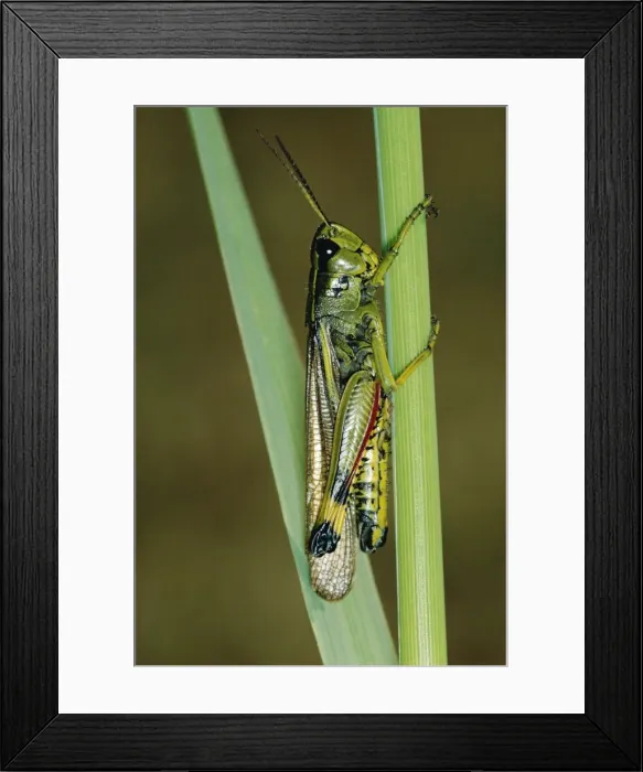 Framed Print : Large Marsh Grassopper JLM 724 Stethophma grossm © J. L. Mason  /  ardea. com