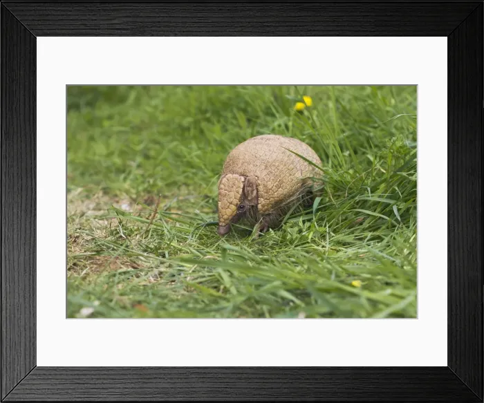 Framed Print : Three Banded Armadillo - controlled conditions 12987 Framed Print : Three Banded Armadillo - controlled conditions 12987