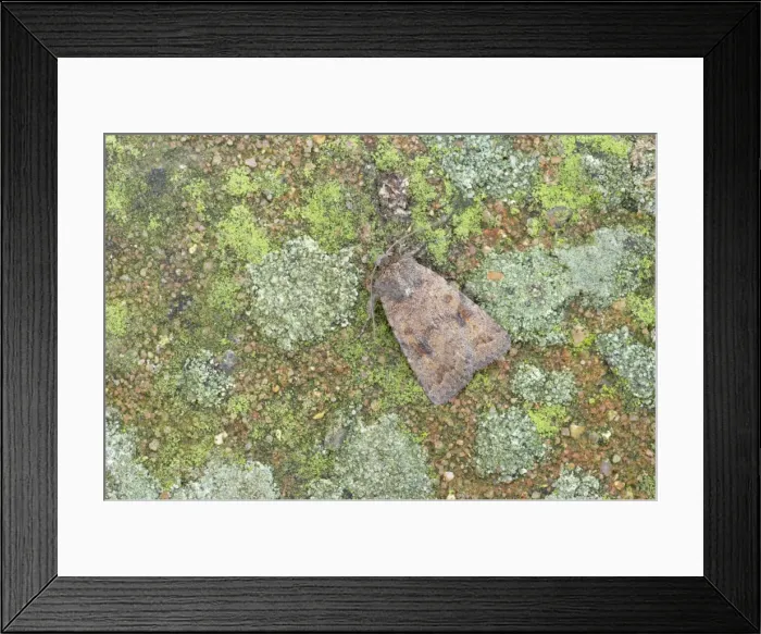 Framed Print : Mottled Rustic Moth - Essex, UK IN000684 Framed Print : Mottled Rustic Moth - Essex, UK IN000684