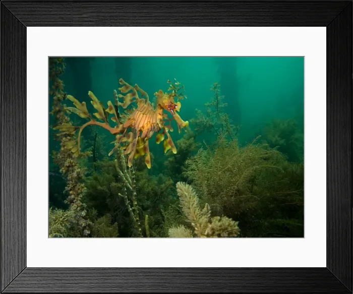 Framed Print : Leafy seadragon - in algae under a petty, Wool Bay, South Australia TED00704 Framed Print : Leafy seadragon - in algae under a petty, Wool Bay, South Australia TED00704