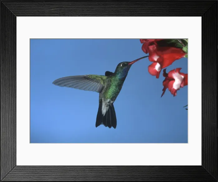 Framed Print : Broad-Billed Hummingbird FG 12414 Male in flight feeding from flower - South Arizona, USA Cynanthus latirostris © Francois Gohier / ardea. com Framed Print : Broad-Billed Hummingbird FG 12414 Male in flight feeding from flower - South Arizona, USA Cynanthus latirostris © Francois Gohier / ardea. com