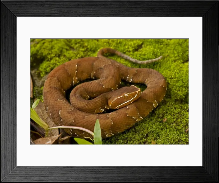 Framed Print : Common Cantil / Mexican Moccasin - Costa Rica Framed Print : Common Cantil / Mexican Moccasin - Costa Rica