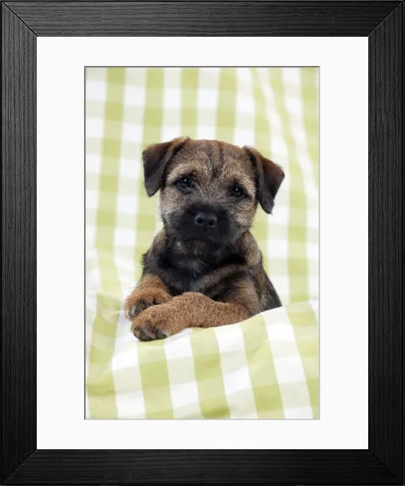 Framed Print : DOG - Border terrier puppy sitting on a blanket Framed Print : DOG - Border terrier puppy sitting on a blanket