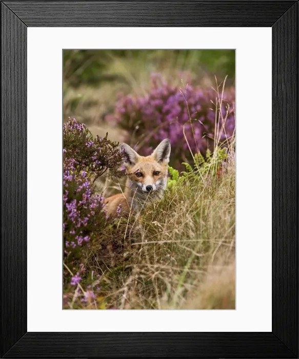 Framed Print : Red Fox - in heather - controlled conditions 14697 Framed Print : Red Fox - in heather - controlled conditions 14697