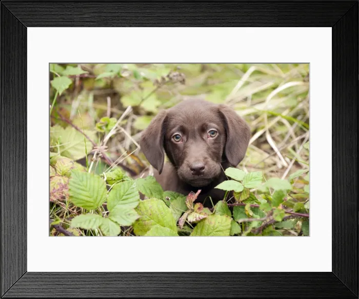 Framed Print : DOG. Chocolate labrador puppy (13 weeks) Framed Print : DOG. Chocolate labrador puppy (13 weeks)