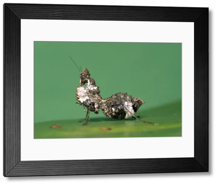 Framed Print : Praying Mantis - bird dropping mimic - East Cape South Africa Framed Print : Praying Mantis - bird dropping mimic - East Cape South Africa