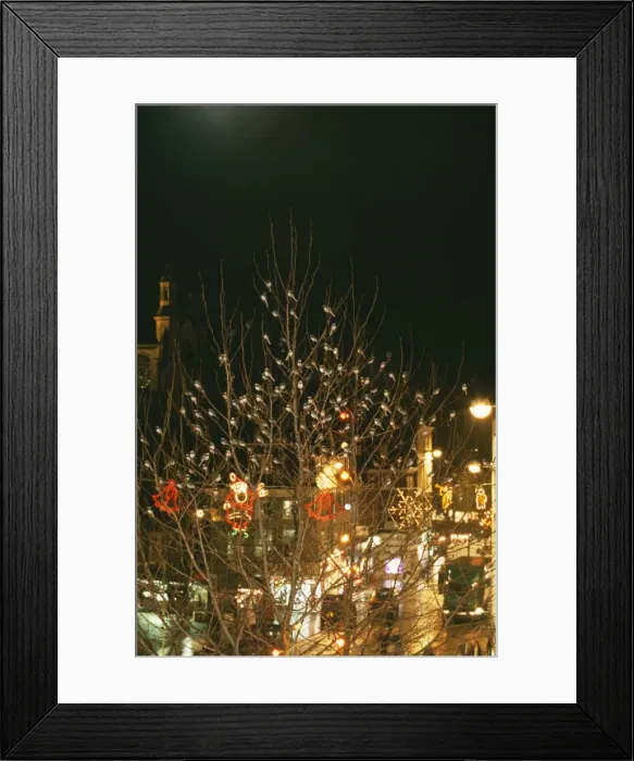 Framed Print : Pied Wagtail CK 2076 Roosting in City Motacilla alba © Chris Knights / ardea. com Framed Print : Pied Wagtail CK 2076 Roosting in City Motacilla alba © Chris Knights / ardea. com